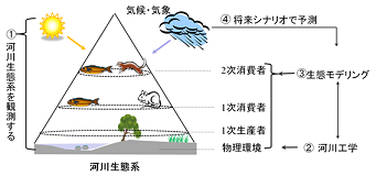 河川生態系モデリングと河川生態系の将来予測に関する研究の画像